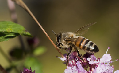 Image showing pollinating