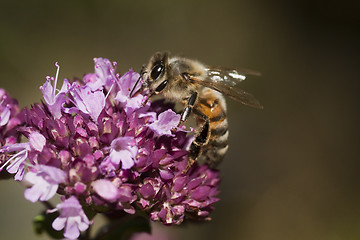 Image showing gathering nectar