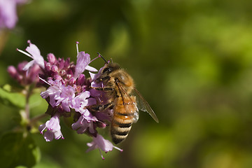 Image showing bee pollinating purple flower