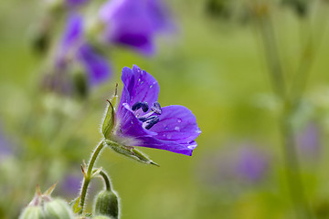 Image showing cranesbill