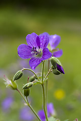 Image showing woodland geranium