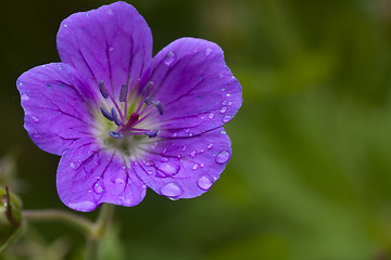 Image showing woodland geranium