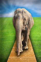 Image showing concept with elephant