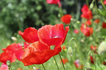 Image showing detail of beautiful poppies