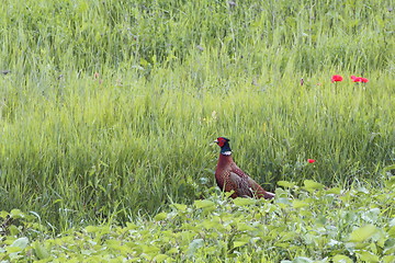 Image showing pheasant cock standing near some red poppies