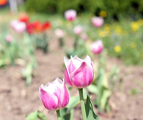 Image showing pink and white striped tulip