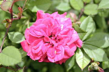 Image showing pink rose flower