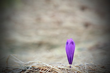 Image showing sign of spring