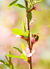 Image showing honey bee