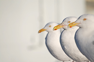 Image showing Three gulls