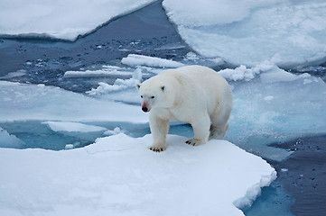 Image showing Roaming the ice