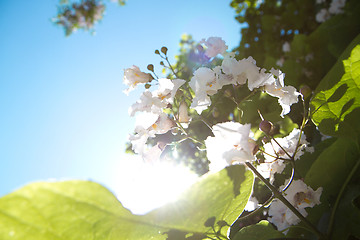 Image showing Flowers