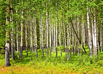 Image showing Aspen trees in Banff National park