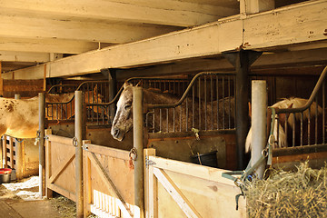 Image showing Horses in stables