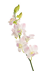 Image showing Orchid flowers branch