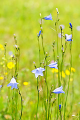 Image showing Blue harebells wildflowers