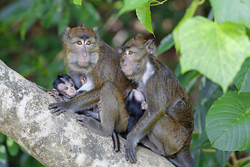 Image showing Macaque Monkey