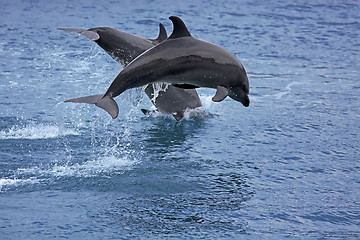 Image showing Bottlenose Dolphin