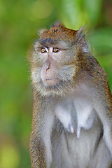 Image showing Macaque Monkey