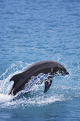 Image showing Bottlenose Dolphin