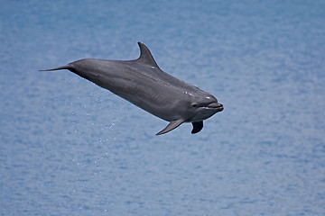 Image showing Bottlenose Dolphin