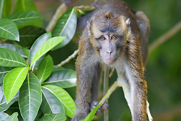 Image showing Macaque Monkey