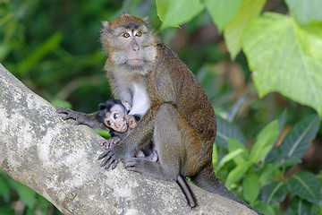 Image showing Macaque Monkey