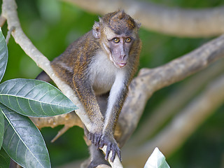 Image showing Macaque Monkey