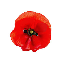 Image showing Poppy red isolated