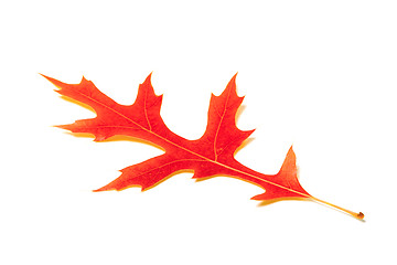 Image showing Red oak leaf on white background