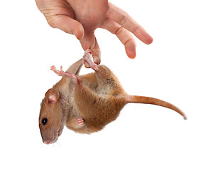 Image showing Fancy rat hang on hand