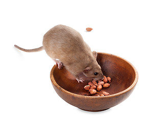 Image showing Fancy rat (Rattus norvegicus) eating peanuts from plate