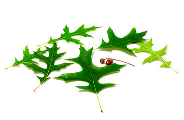 Image showing Green leafs of oak and acorns
