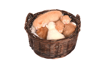 Image showing Newborn orange and white kittens in a basket.