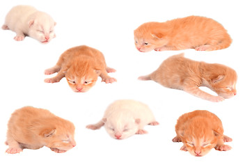 Image showing Newborn Kittens on White