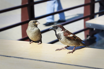 Image showing Young and old sparrows