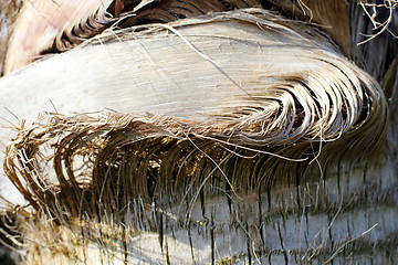 Image showing Bark of palm fiber close-up.