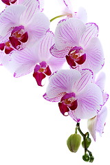 Image showing Flowering branch of pink orchids.