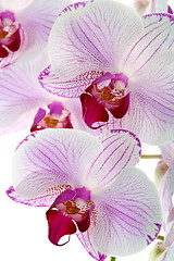 Image showing Beautiful pink orchid close up.