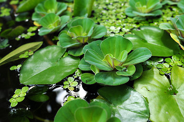 Image showing Water lily leaves