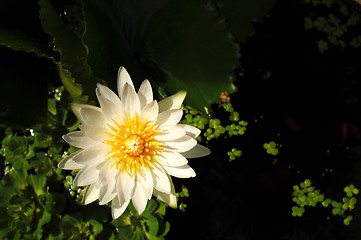 Image showing Water lily