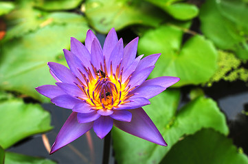 Image showing Blue water lily