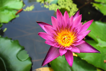 Image showing Purple water lily