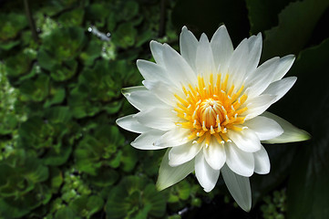 Image showing White Water lily