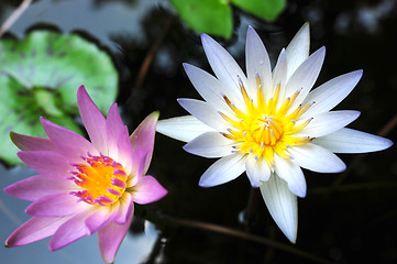 Image showing Water lily flowers
