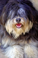 Image showing Portuguese shepherd dog