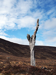 Image showing  Lone dead tree in Scotland highlands