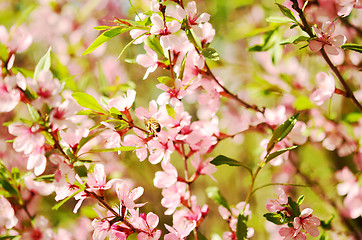 Image showing cherry blossom