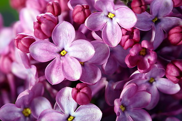 Image showing Lilac flowers close up.