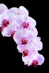 Image showing Pink orchid.